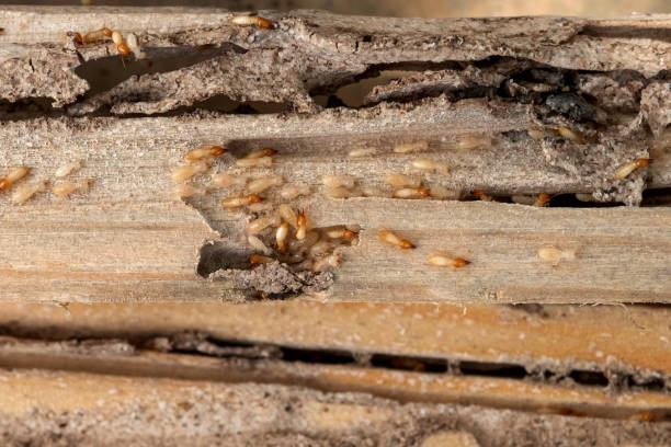 Best Affordable Pest Control Services  in Morenci, MI