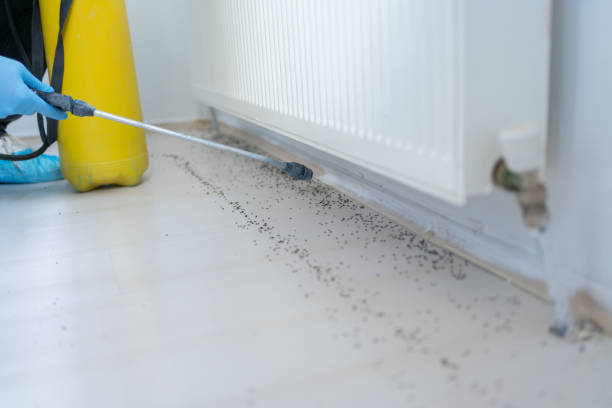 Best Local Pest Control Services  in Morenci, MI